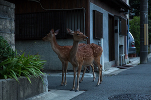 Early Morning