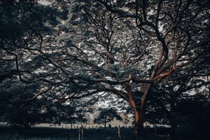 Dancing shadows