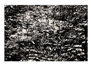 Blazing Red Maple, Crystal Springs, Ca