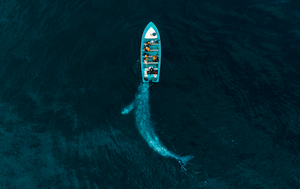 Gray whale play push boat