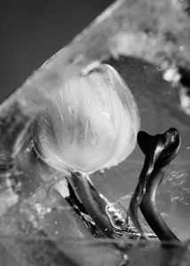 Ice Flower