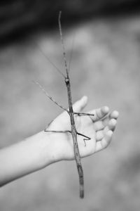 Stick bug