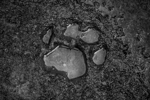 Human & Tiger Conflict