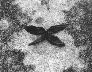 Walnut Shell Butterfly