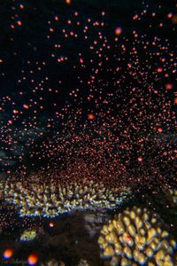 Coral Spawning