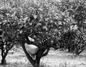 What is an artist body?