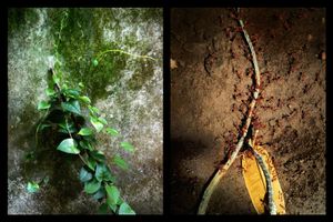 to growing and die © Indra Widi