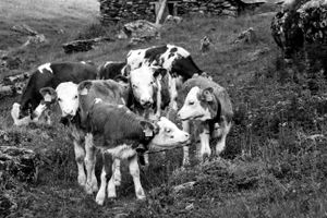 Une histoire de tradition et de transmission n°3