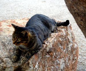 Athens Cats_11