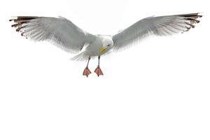 Fly Like An Eagle