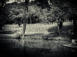 Vineyard in Kończyce Wielkie