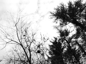 Tree Branches #7