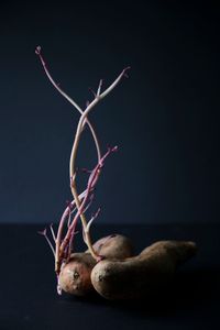 Still Life 6