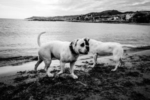 Gus and Yuzu