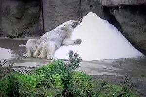 CAPTIVITY