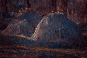 Secret Garden no 332