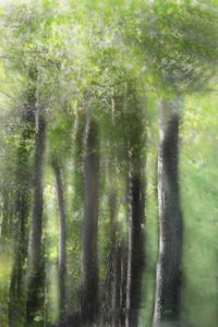 Whispering Trees