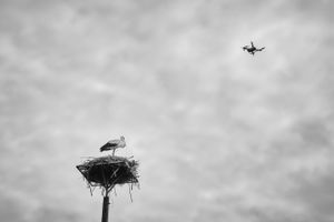 It's a Bird and It's Not
