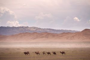 Gobi