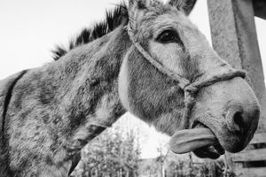 Animals