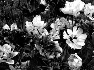 I must have flowers #7