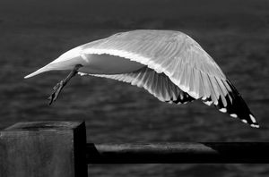 Avian Sense of the Way - Canopy flight