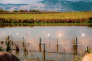 HERONS ON A WIRE