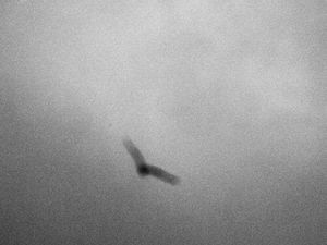 02: flying and confusing myself with the sky