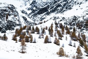 WinterGold