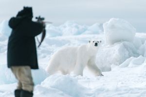 Polar bears present an ever-present danger to the whalers when out on the ice. Attracted to the scent of fresh blubber, they prowl the edges of camp, but are usually scared off by rifle shots and noisemakers. During whale butchering many people stand guard against the bears circling nearby and keep children close to camp. This bear at Akootchook’s whale was one of thirteen seen in a single day.