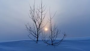 Evening snow scene.