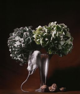 Rat and hydrangeas