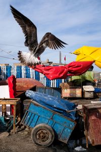 Essaouira Morocco