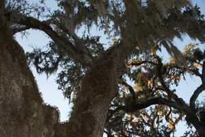 Venerable Oak