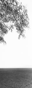 Russian Olive