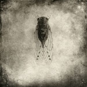 cicada© Gary