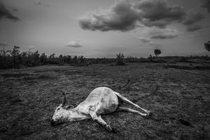 Human & Tiger Conflict