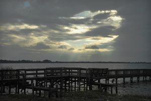 Egret under Pier