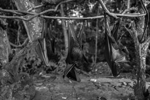 Bats