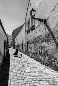 Walking the dog, Bratislava, Slovakia