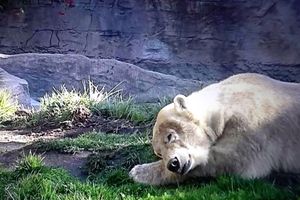 CAPTIVITY
