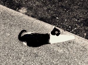 Stray Cats_14