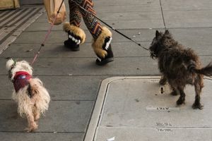 Fur
