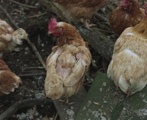 Matlida, a Former Layer Hen                   © Selena Salfen