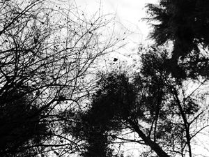 Tree Branches #5