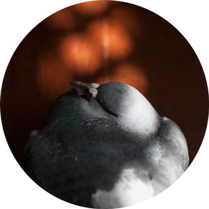 Columba Livia 1