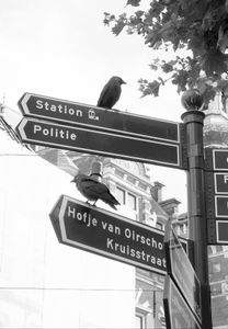 Haarlem_9