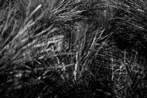 Disturbing Nature n°8