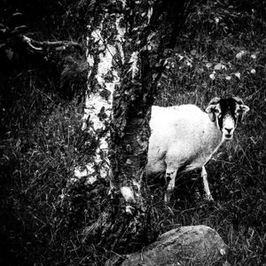 Sheep emerging from a silver birch.