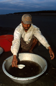 Fisherman looking for shrimp larvae for shrimp farming, Cox's Bazaar beach, Bangladesh